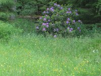 Rhodondendronen i blomst